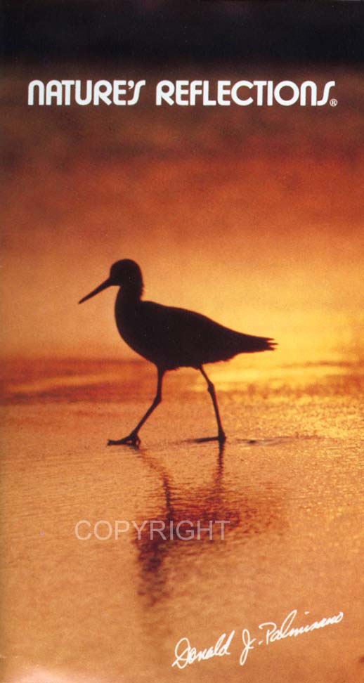 Nature's Reflections Limitied ShoreBird