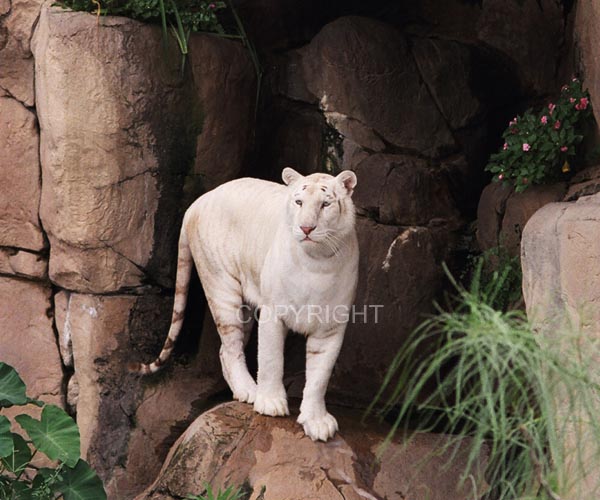Suri - The White Tiger