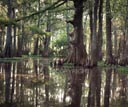 Swamp-LOWRES