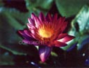 WaterLily-LowRes
